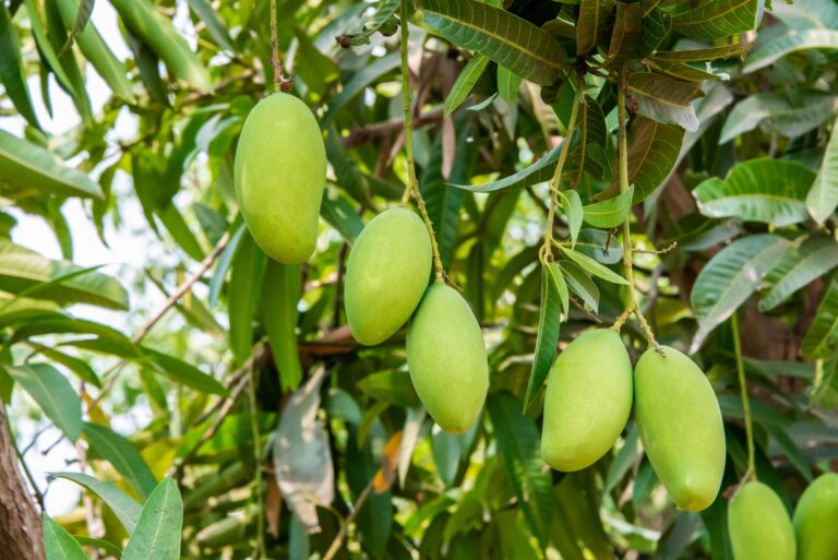 mango tree fruits