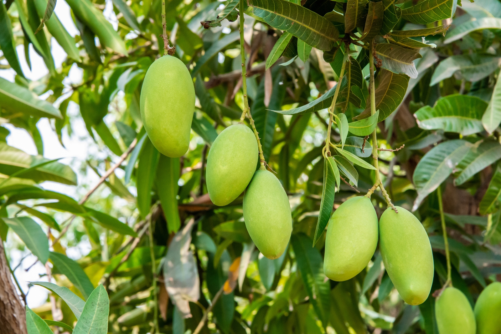 The 10 Worst Fruit Trees To Plant In Georgia’s Climate