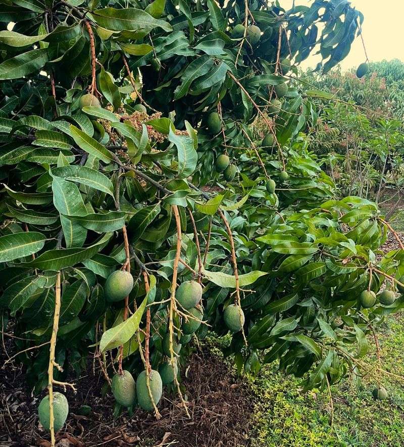 Tropical Mangoes