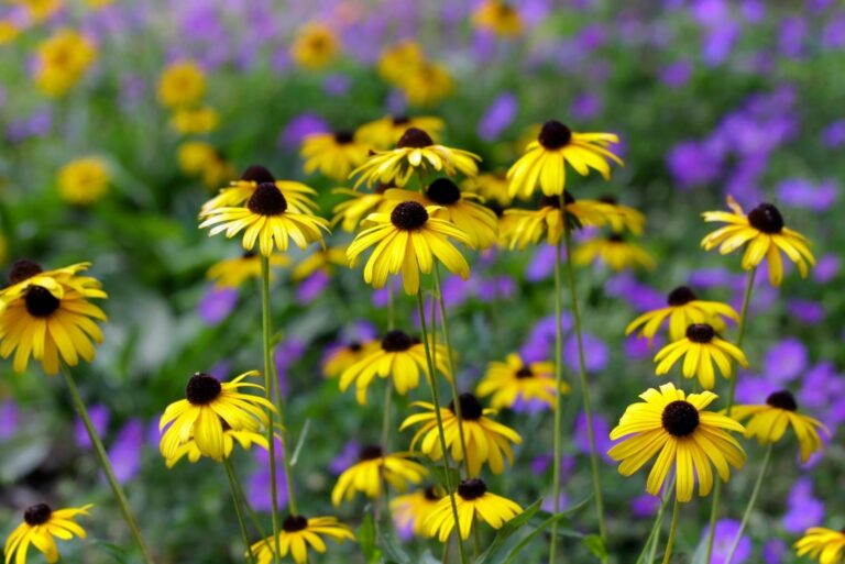 Black eyed Susan's