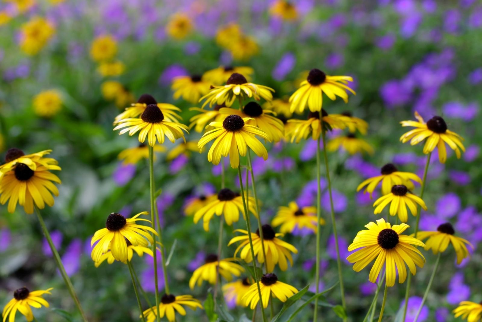 The 12 Perennials Gardeners Are Planting In Early Fall In Ohio