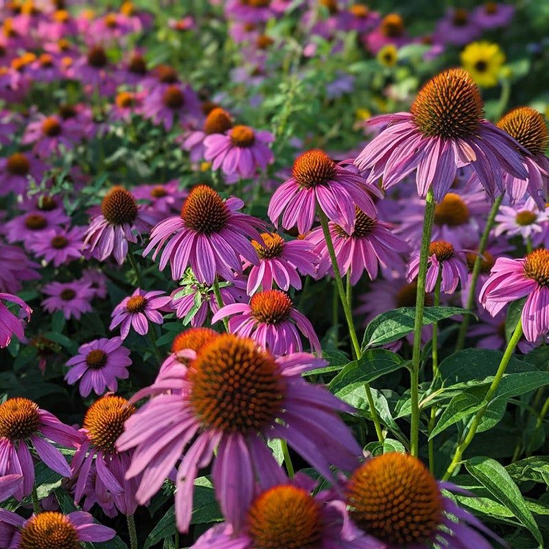 Coneflowers Add Late-Season Color