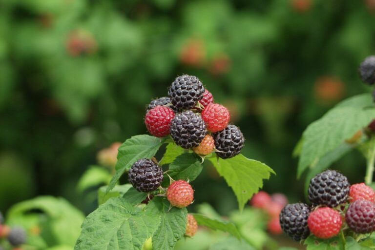 Black Raspberries