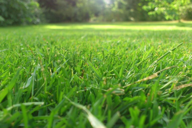 lawn