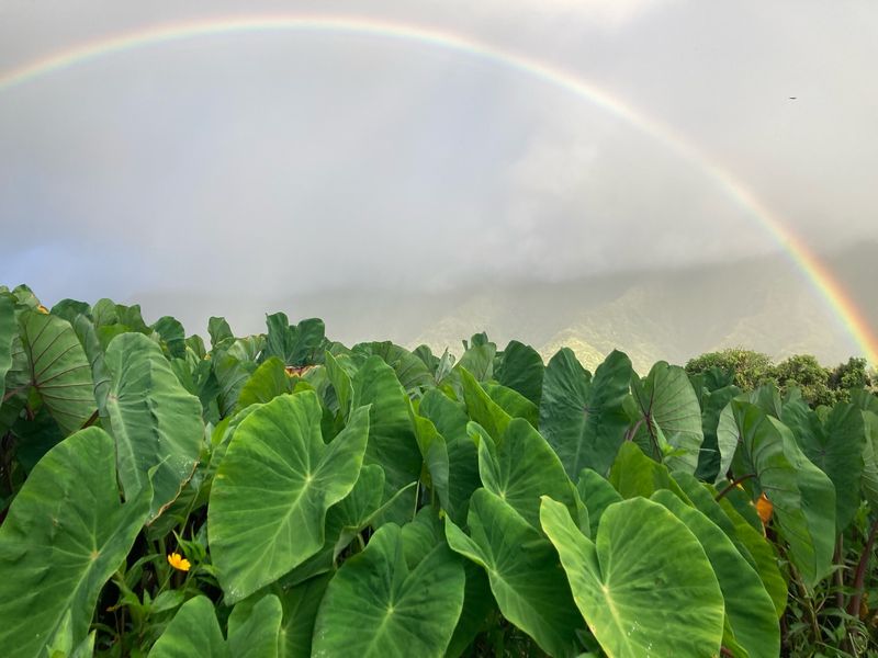 Lo'i Kalo: The Sacred Taro Patches