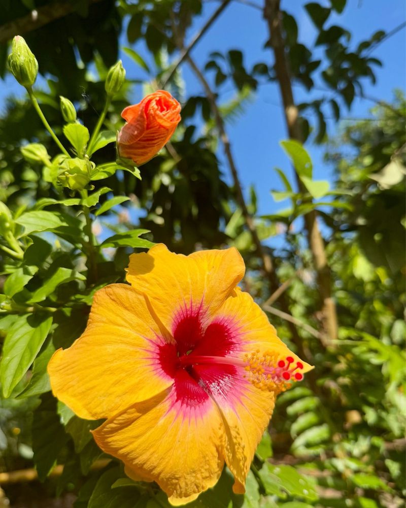 Oahu's Secret Hibiscus Collection