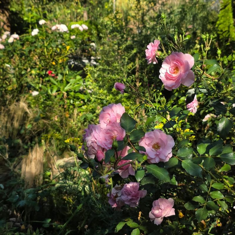 Prairie Joy Rose