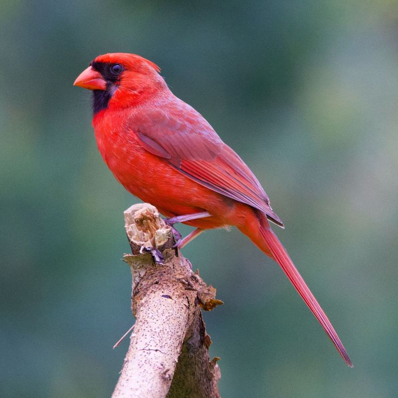 Cardinals That Glow Against Autumn Leaves