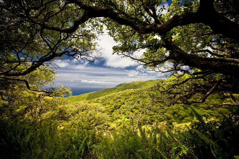 Molokai's Native Fern Valley