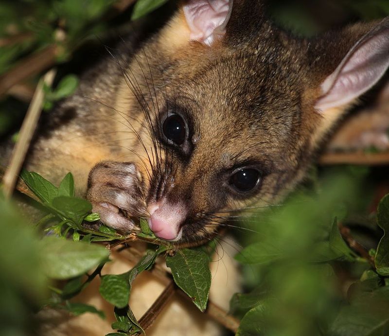Common Plants and Crops Possums May Target