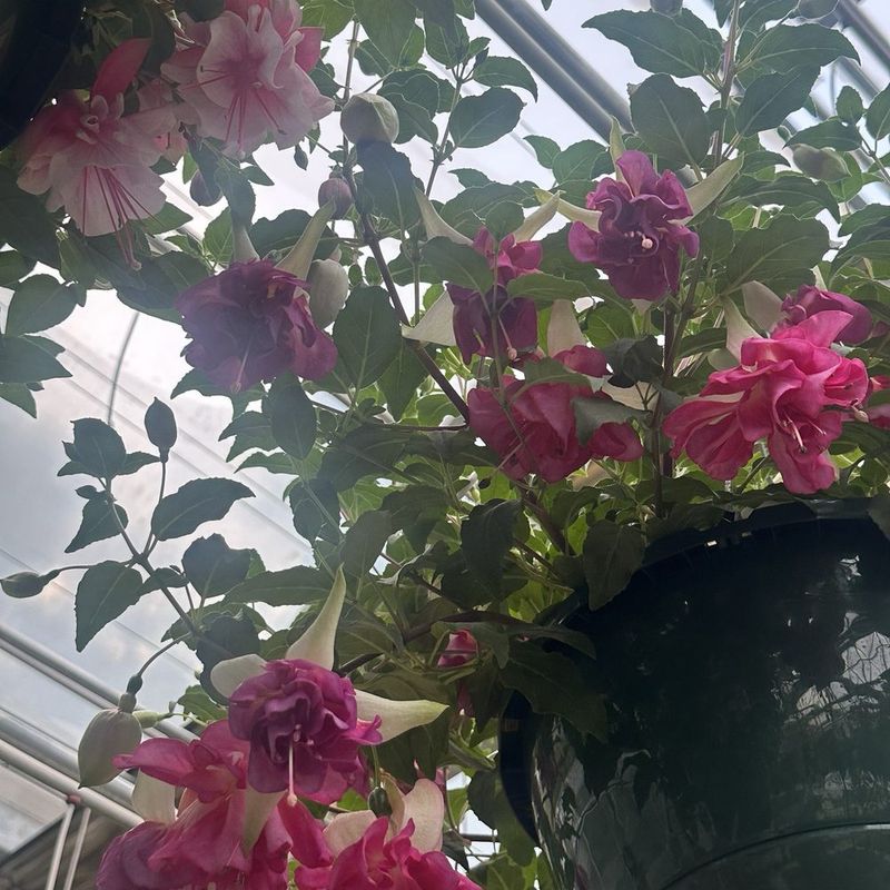 Rose Retreat At Tyringham