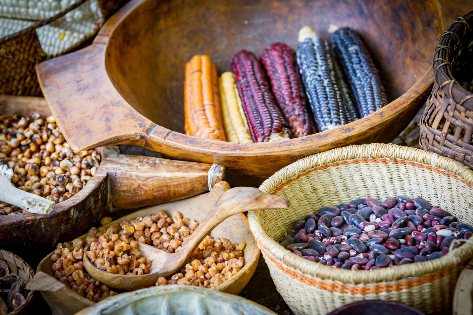 native corn seeds