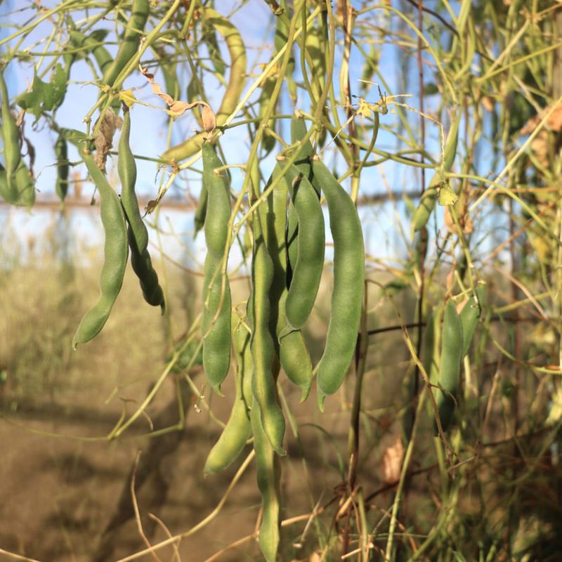 Desert-Adapted Heirloom Varieties