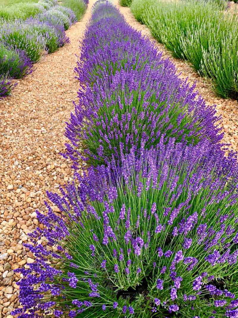 Lavender Fields Connect To English Roots