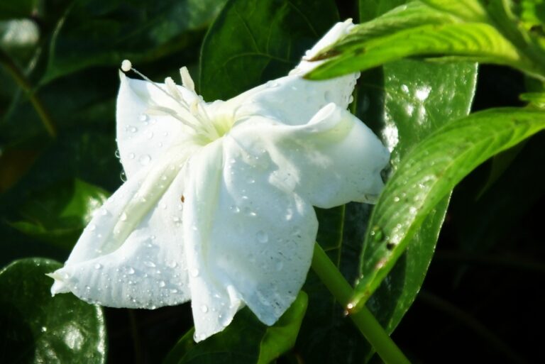 moonflower