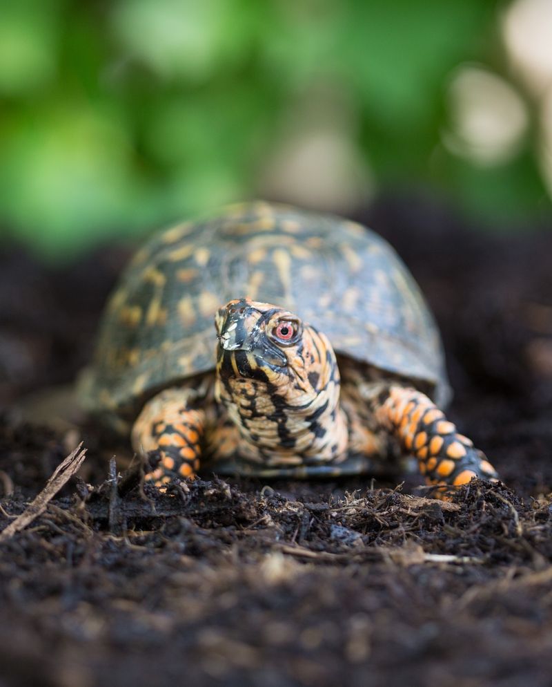 Eastern Box Turtles Need Their Space