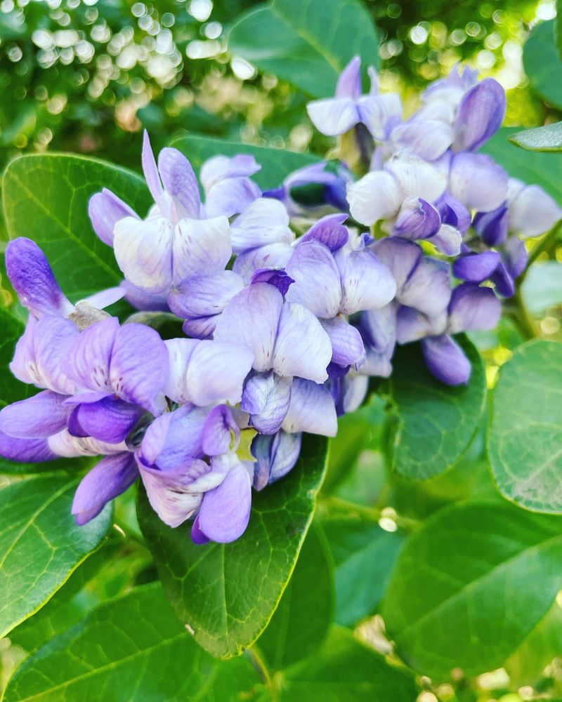 Deadly Texas Mountain Laurel