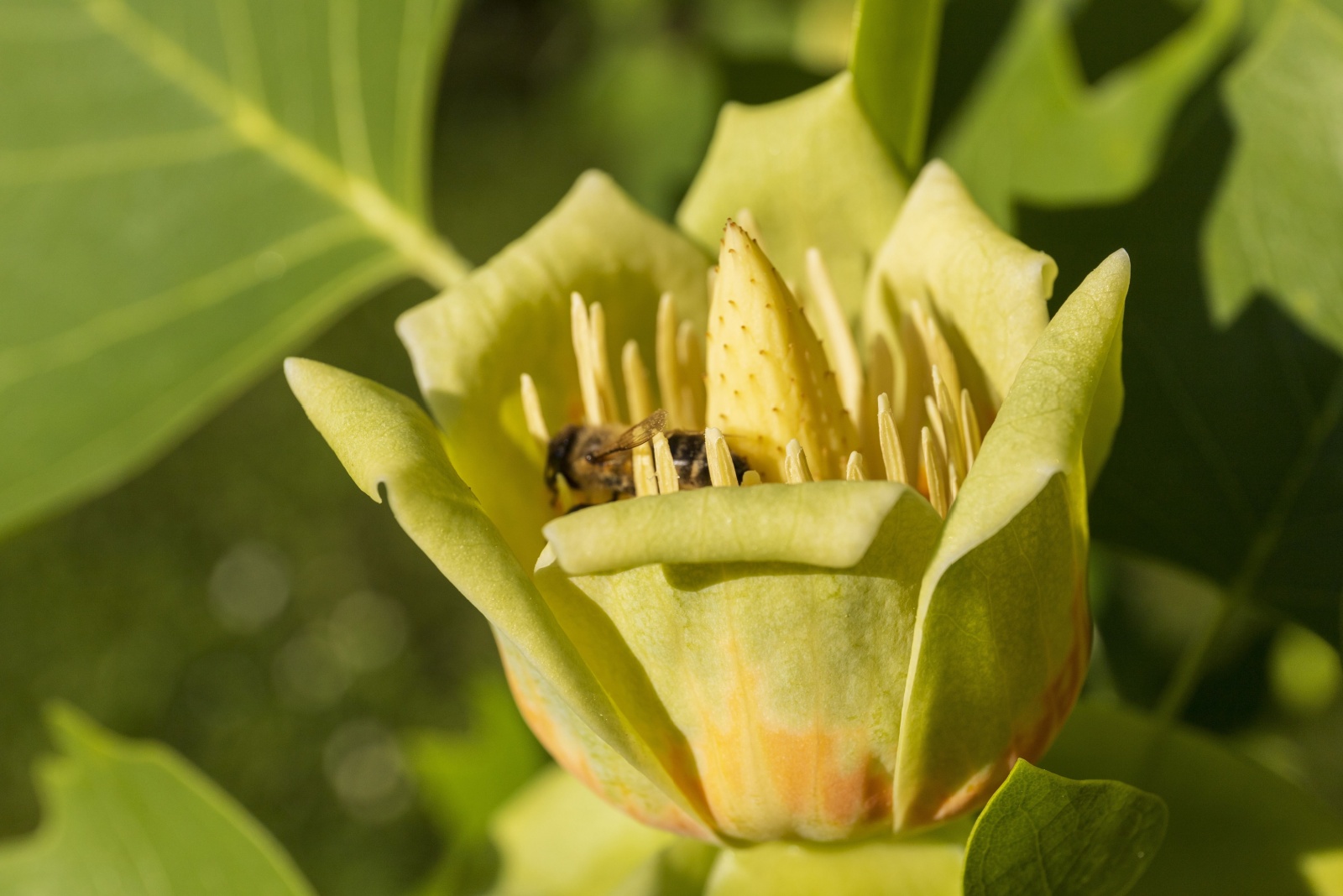 The One Alabama Tree Every Bee And Bird Flocks To Each September
