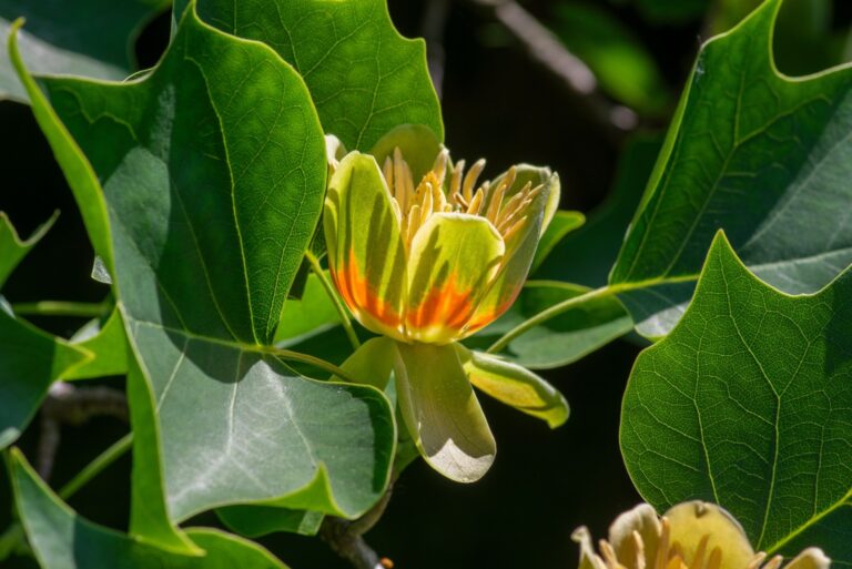 American tulip tree tulipwood flowering