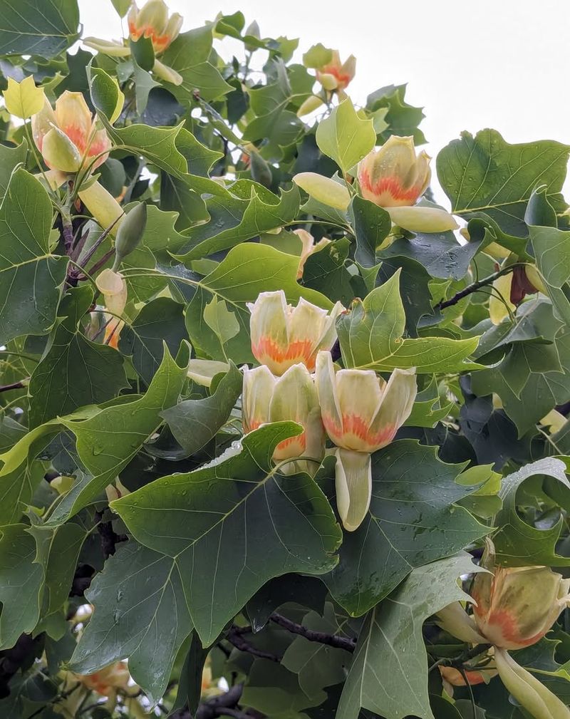 Late-Season Nectar Source