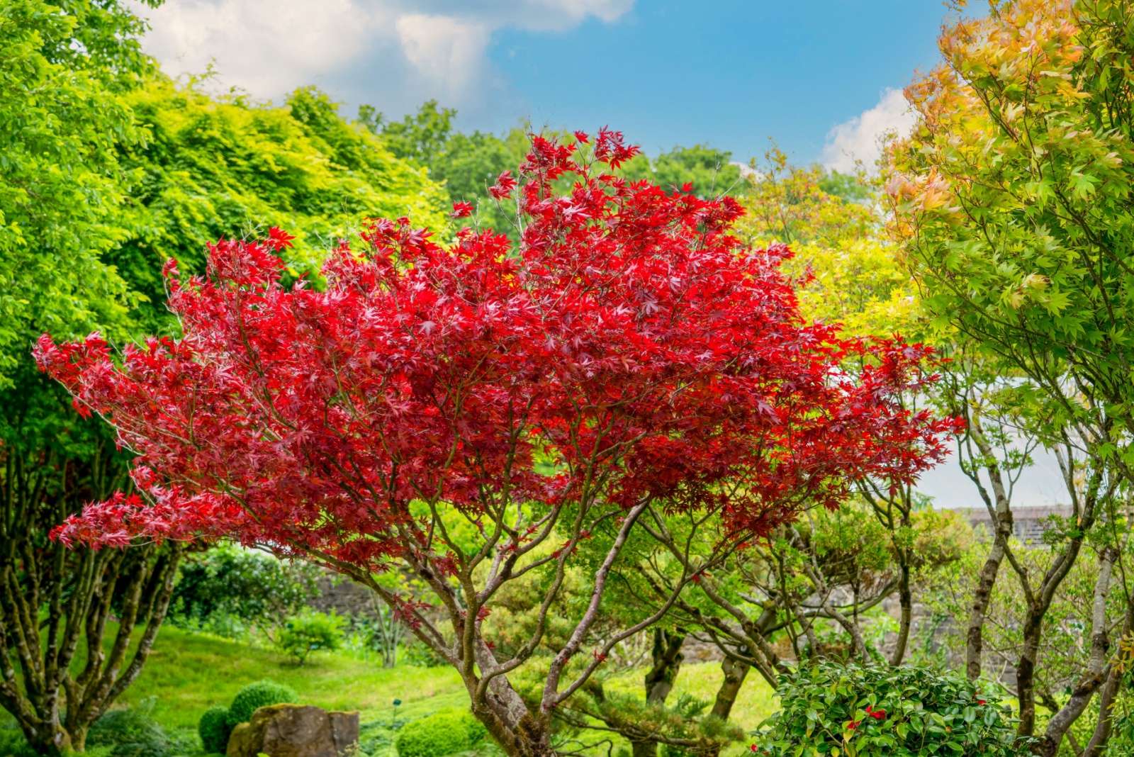 The One Iowa Tree Every Bee And Bird Flocks To Each October
