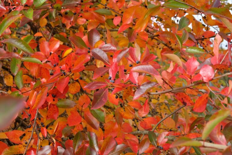 Colourful orange and red leaves of the Black Gum Tree during the autumn.