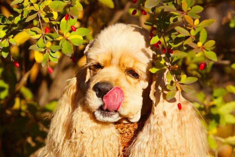 red-haired dog with hanging ears against a background of berries of barberry.