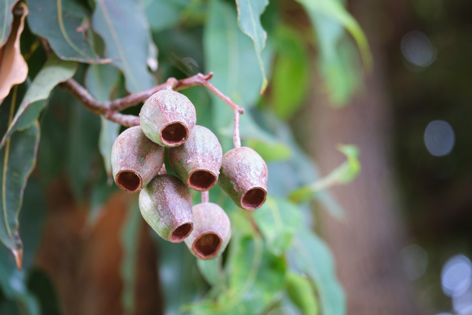 The One Tree Bees And Birds Can’t Resist In Ohio This September