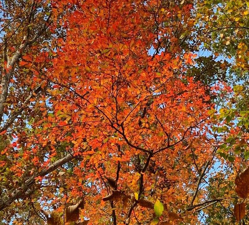 Early Fall Color Champion