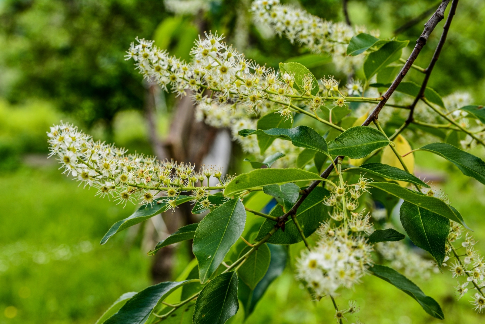 The One Tree That Draws A Buzz Of Bees And Birds In Virginia In September