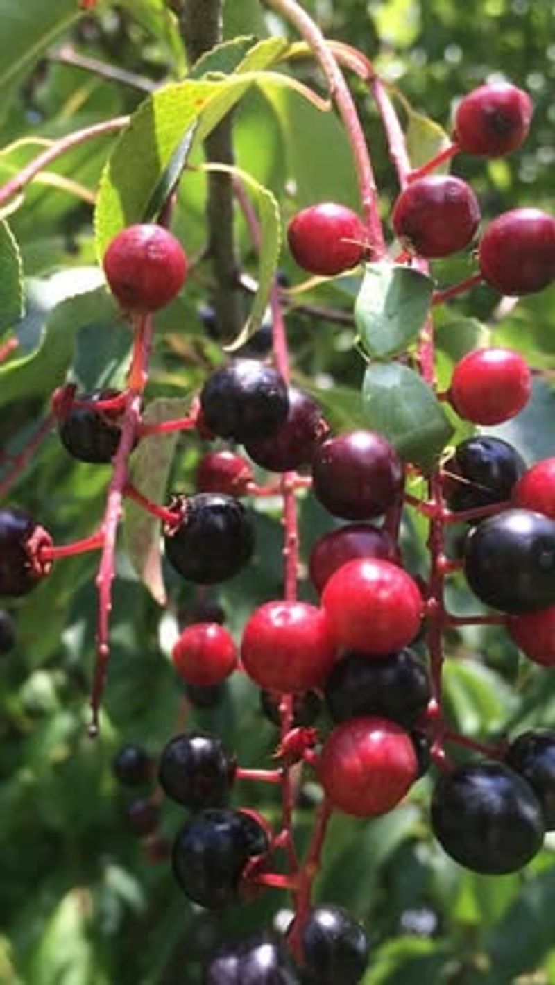 Perfectly Timed Fruit Production