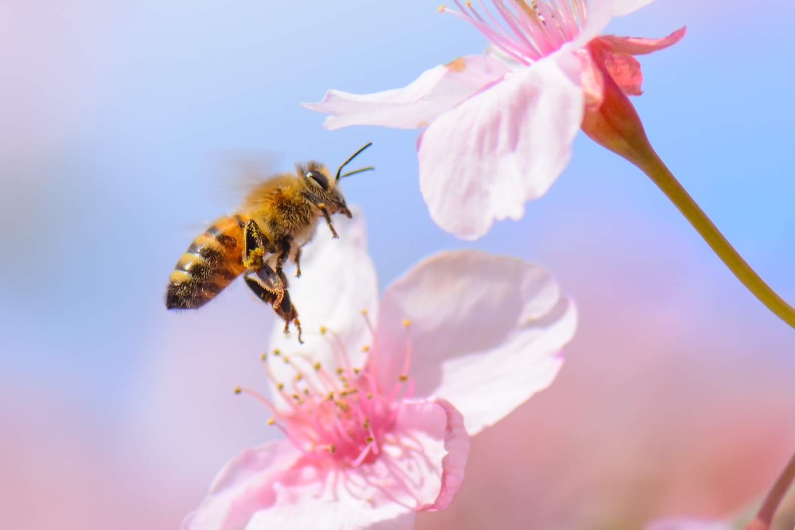 bee on a flower