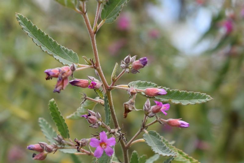 Nectar Bonanza During Fall Bloom