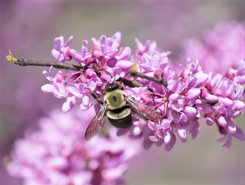 Late-Season Nectar Source For Bees