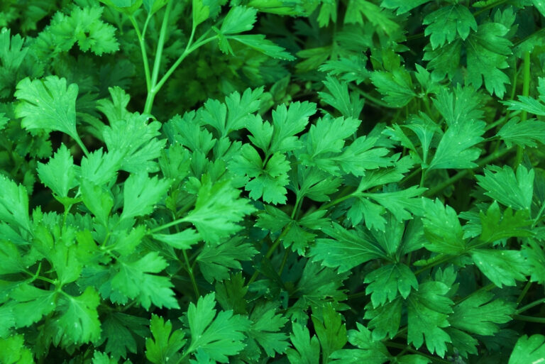 parsley (featured image)