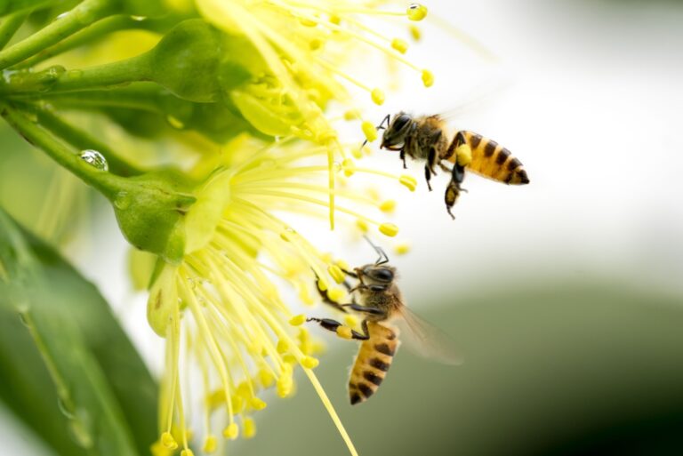 bees feeding on a flower