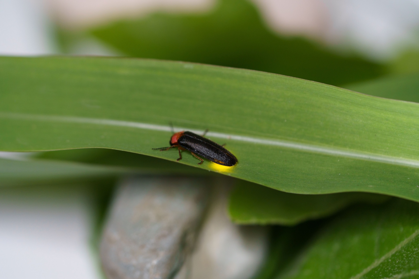 firefly on a leaf