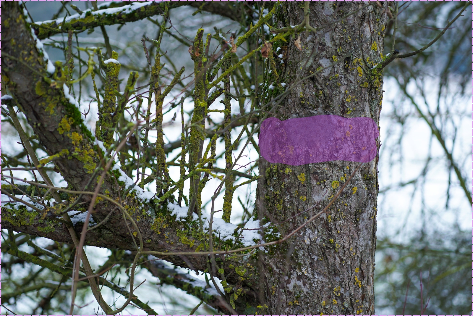 The Real Reasons You’ll See Purple Paint On Trees In California