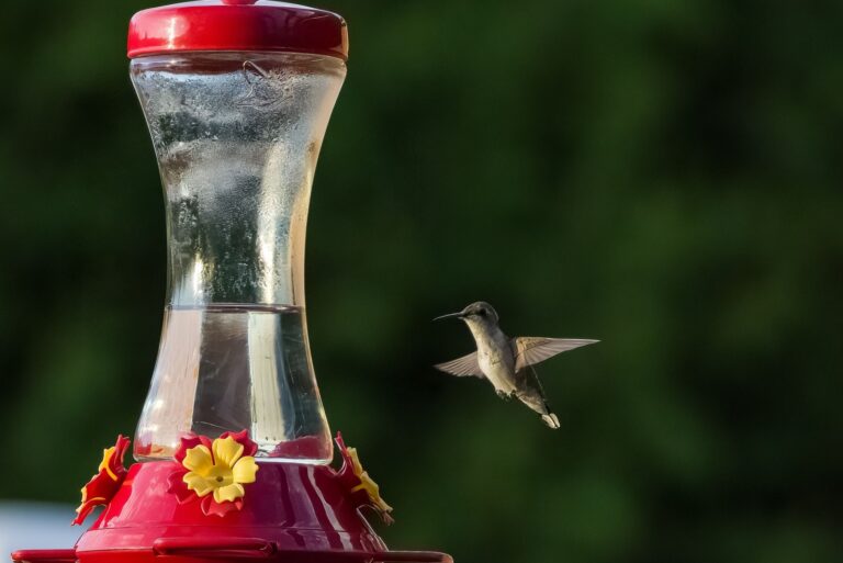 Humming bird pausing mid-air before feeding