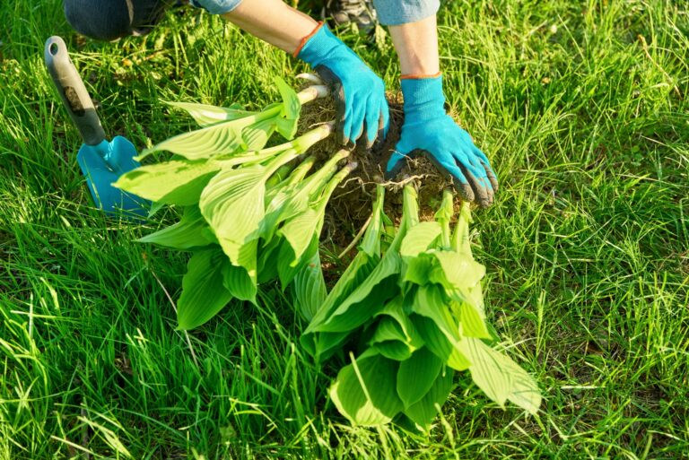 gardener divides a hosta plant