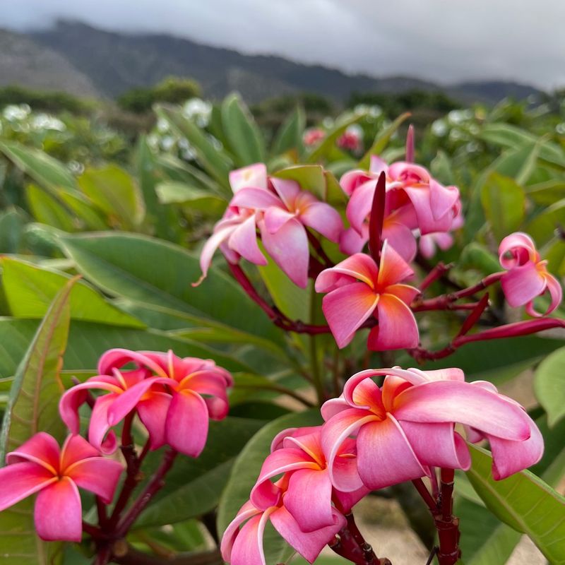Lanai's Hidden Plumeria Sanctuary