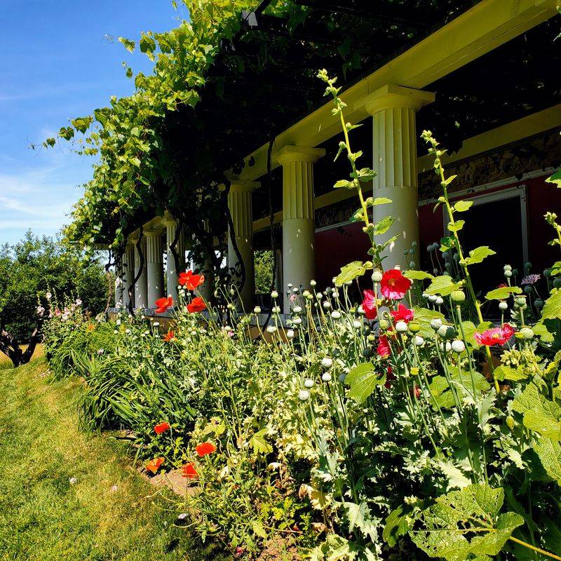 Hollyhock Haven In Salem
