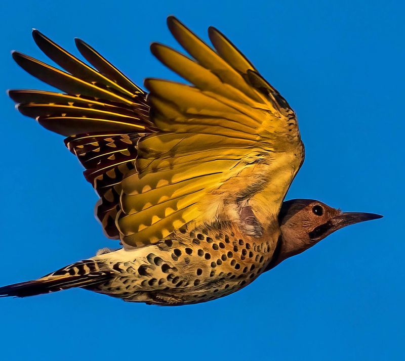 Northern Flickers Showing Yellow Highlights