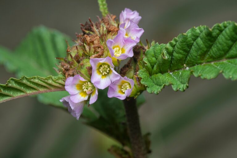 tiny pink Melochia tomentosa flower cluster