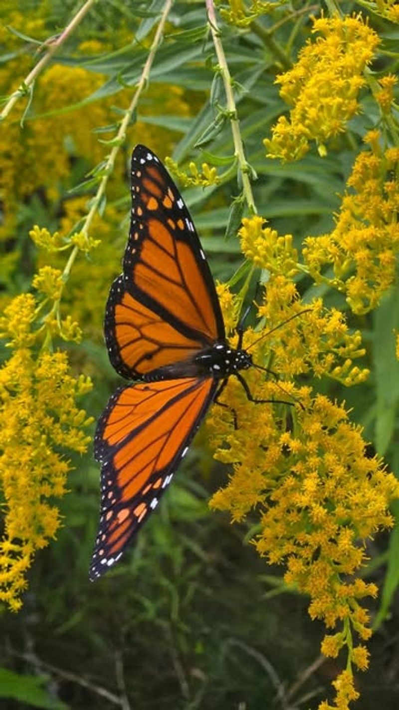 Fall Nectar Sources Fuel Their Journey