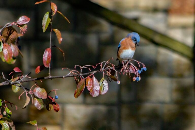 Eastern Bluebird examines the fruit of a Rusty Blackhaw viburnum