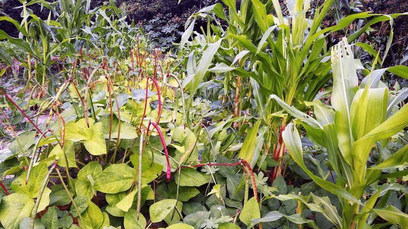 Milpa Gardens