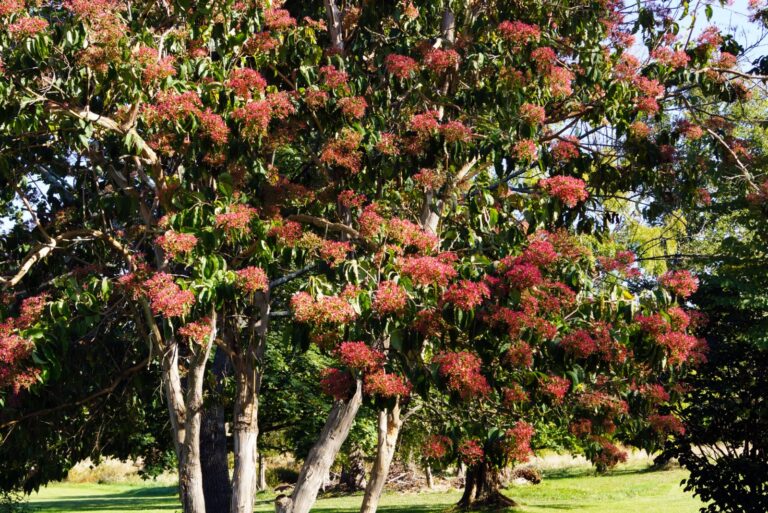 sevens sons flower tree in bloom