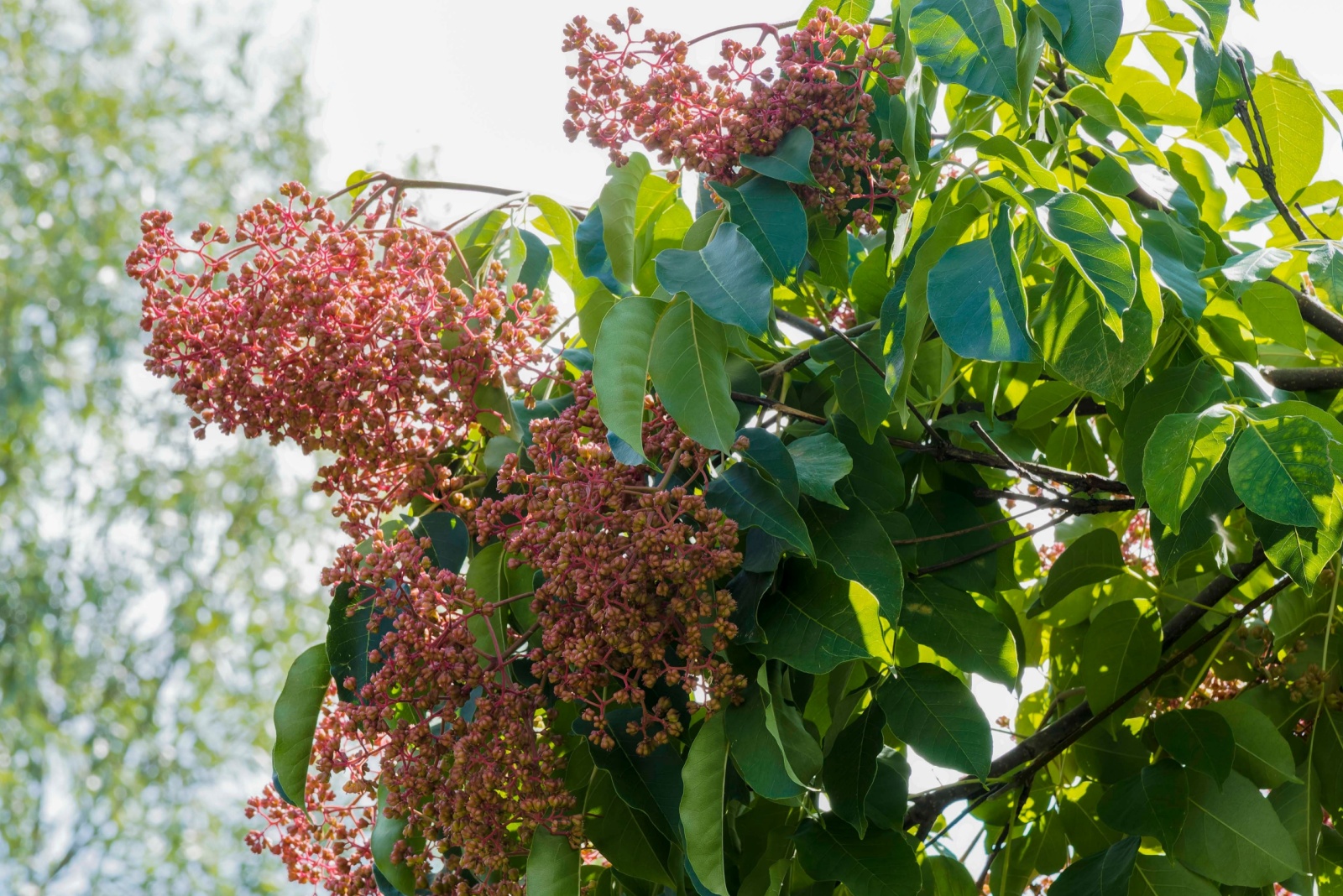 The Tree That Attracts Pollinators To New Jersey Yards Every Fall