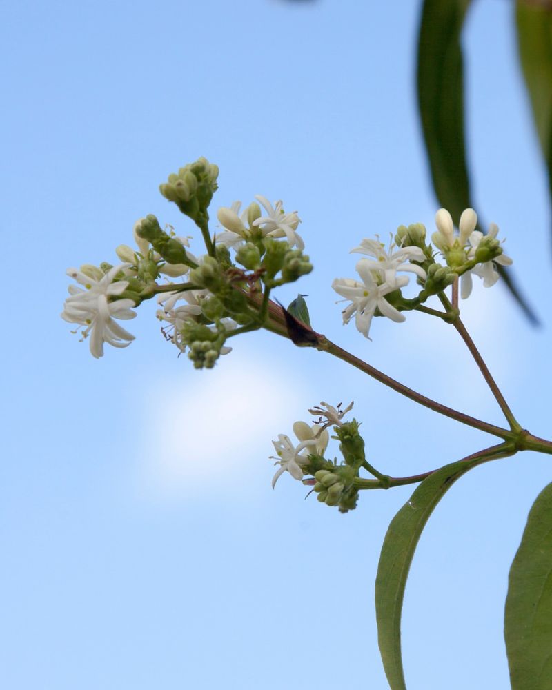 Late-Season Nectar Bonanza